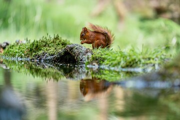 Selective focus shot of a squirrel with its reflection in the water