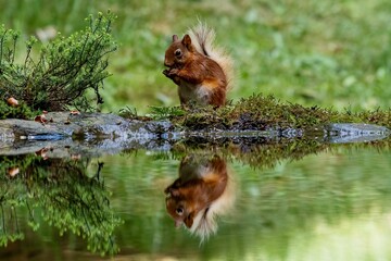 Selective focus shot of a squirrel with its reflection in the water