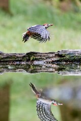 Great spotted woodpecker (dendrocopos major) in flight with its reflection in the water