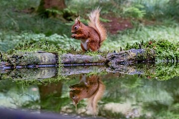 Selective focus shot of a squirrel with its reflection in the water