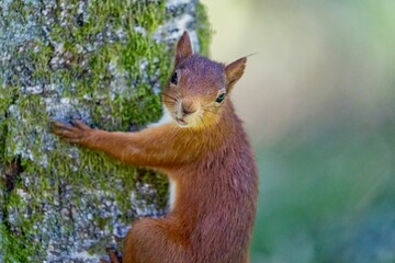 Naklejka na ściany i meble Closeup shot of a squirrel on a tree