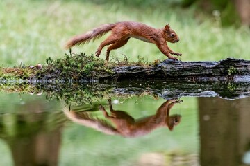 Selective focus shot of a squirrel with its reflection in the water