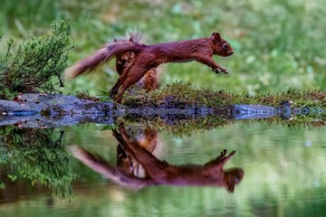 Selective focus shot of a squirrel with its reflection in the water