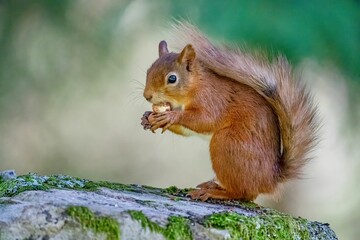 Naklejka na ściany i meble Selective focus shot of a squirrel eating food