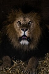 Majestic lion lying in hay at a zoo