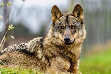 Wolf in its natural habitat