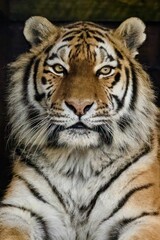 Fototapeta na wymiar Majestic tiger at the zoo