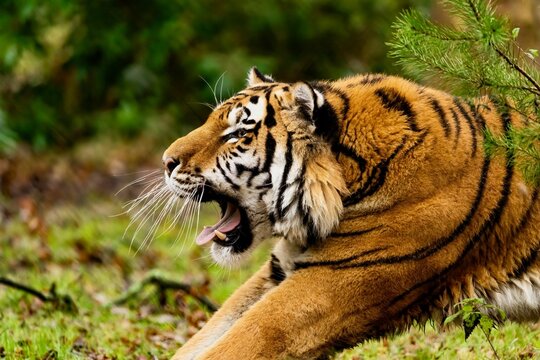 Majestic tiger in its natural habitat