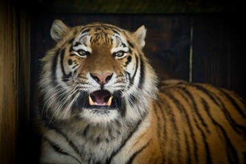Tiger with its mouth open at the zoo