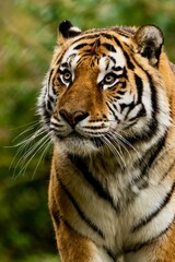 Fototapeta premium Majestic tiger in its natural habitat
