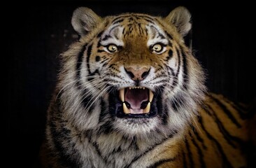 Tiger with its mouth open at the zoo