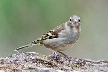 Finch perched on a tree