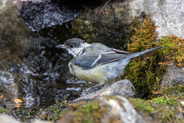 Kohlmeise (Parus major)