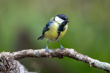 Kohlmeise (Parus major)