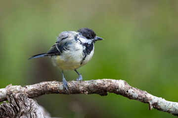 Obraz premium kranke Kohlmeise (Parus major)