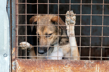 Stray dog in animal shelter waiting for adoption. Portrait of homeless dog in animal shelter cage.