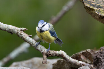 Obraz premium Blaumeise&nbsp;(Cyanistes caeruleu)