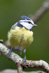 Obraz premium Blaumeise&nbsp;(Cyanistes caeruleu)