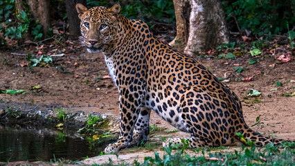 potrait of a Leopard 