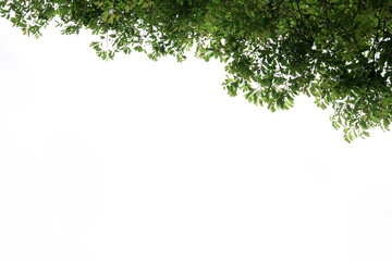 Green leaves, white background, space to work