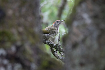 junger Grünspecht (Picus viridis)