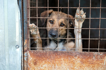 Stray dog in animal shelter waiting for adoption. Portrait of homeless dog in animal shelter cage.