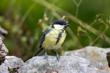 Obraz premium Kohlmeise (Parus major)