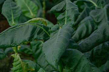 Closeup photo of green tobacco leaves ready for harvesting