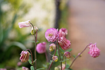 Obraz premium pink flowers in spring