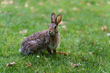 Naklejka na ściany i meble rabbit in the grass