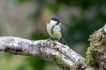 Kohlmeise (Parus major)
