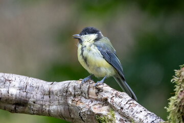 Obraz premium Kohlmeise (Parus major)