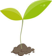Little plant sprout