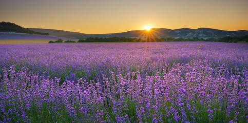 Plakat Meadow of lavender at sunset.