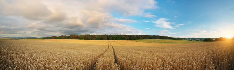 Meadow of wheat at sunset
