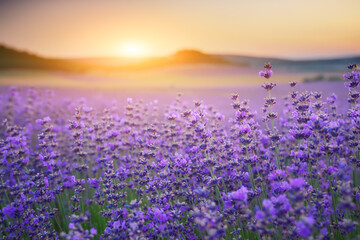 Bush of lavender frower at sunset
