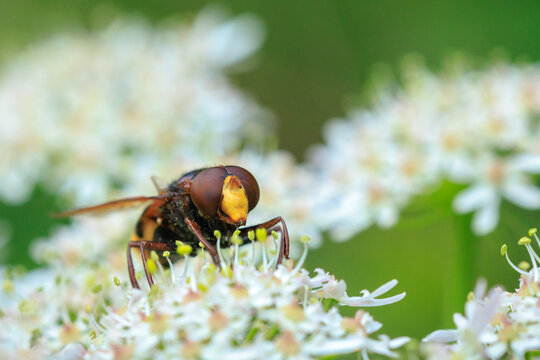 Volucella zonaria, hornet mimic hoverfly, feeding on white flowers