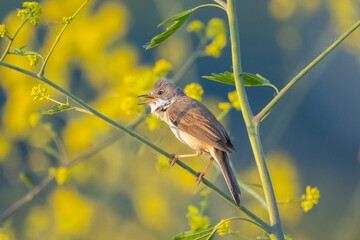 Whitethroat bird, Sylvia communis, foraging in a meadow