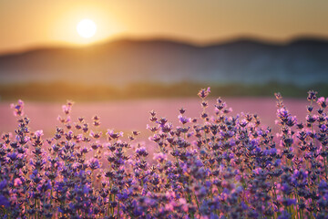 Bush of lavender at sunset.