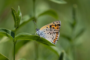 Violetter Feuerfalter (Lycaena alciphron)