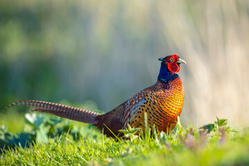Male Pheasant Phasianus colchicus stepping