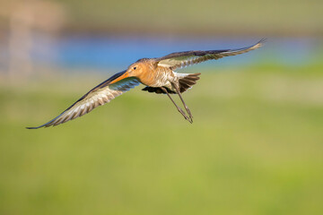 Black-tailed godwit Limosa Limosa in flight