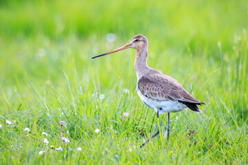 Black-tailed godwit Limosa Limosa bird female foraging in a green meadow