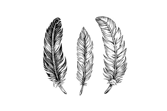 A vintage feather quill etching style sketch. Vector engraving style illustration.