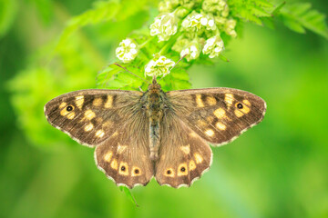 Fototapeta premium Speckled wood butterfly, Pararge aegeria, top view