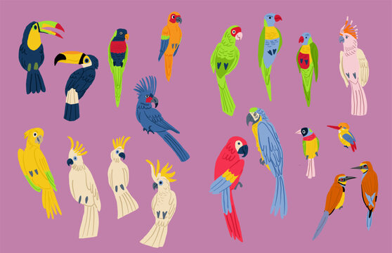 Flat design vector birds icon set. Popular birding species collection. Exotic bird set in flat design. Vector illustration