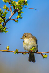 Common chiffchaff bird Phylloscopus collybita