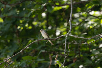 Grauschn&auml;pper&nbsp;(Muscicapa striata)