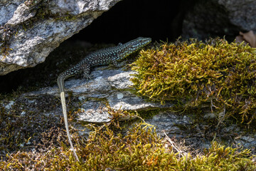 Mauereidechse (Podarcis muralis)