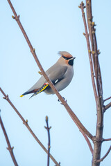 The Bohemian waxwing, Bombycilla garrulus, migratory bird is a rare visitor in the Netherlands